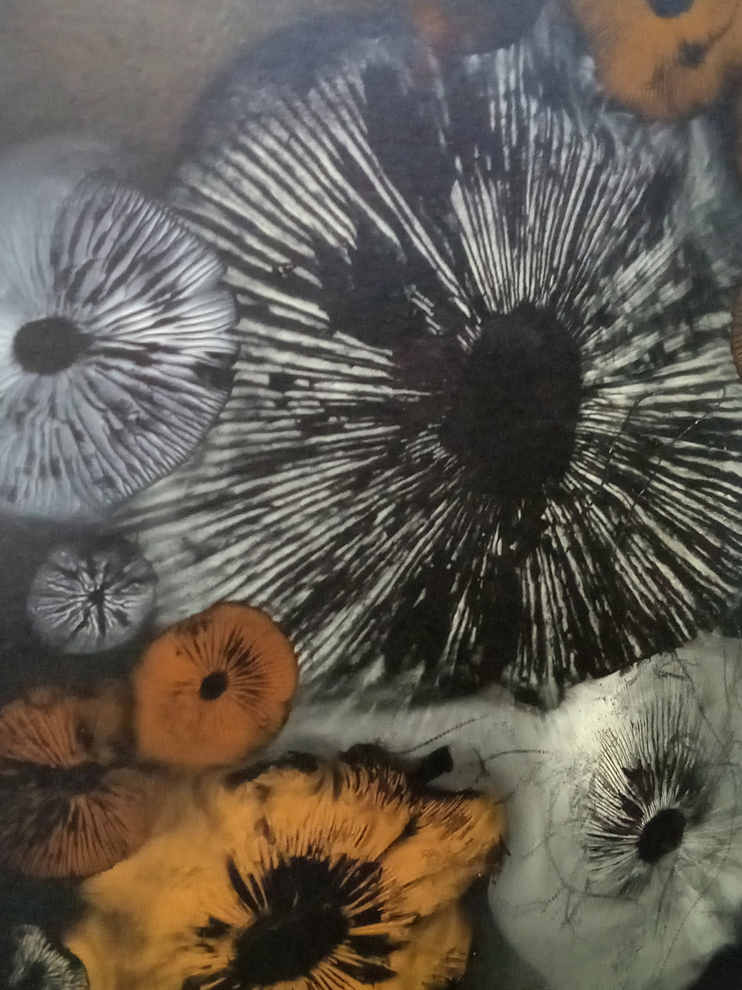 Spore Print #1016 - Skilak Lake, Alaska