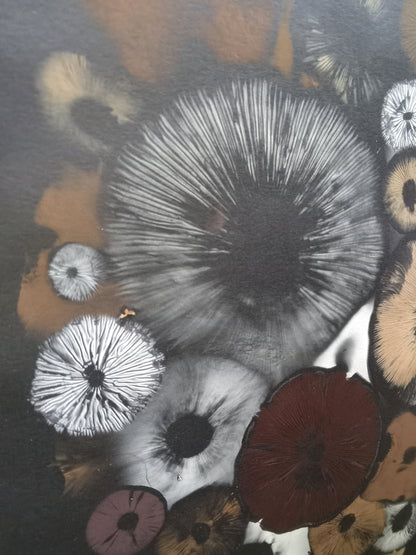 Spore Print #1015 - Skilak Lake, Alaska