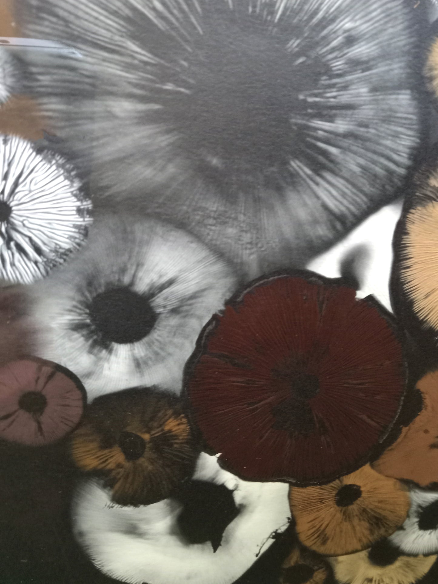 Spore Print #1015 - Skilak Lake, Alaska