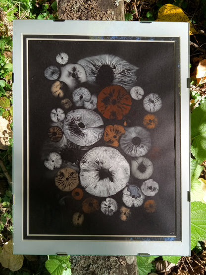 Spore Print #937 - Skilak Lake, Alaska