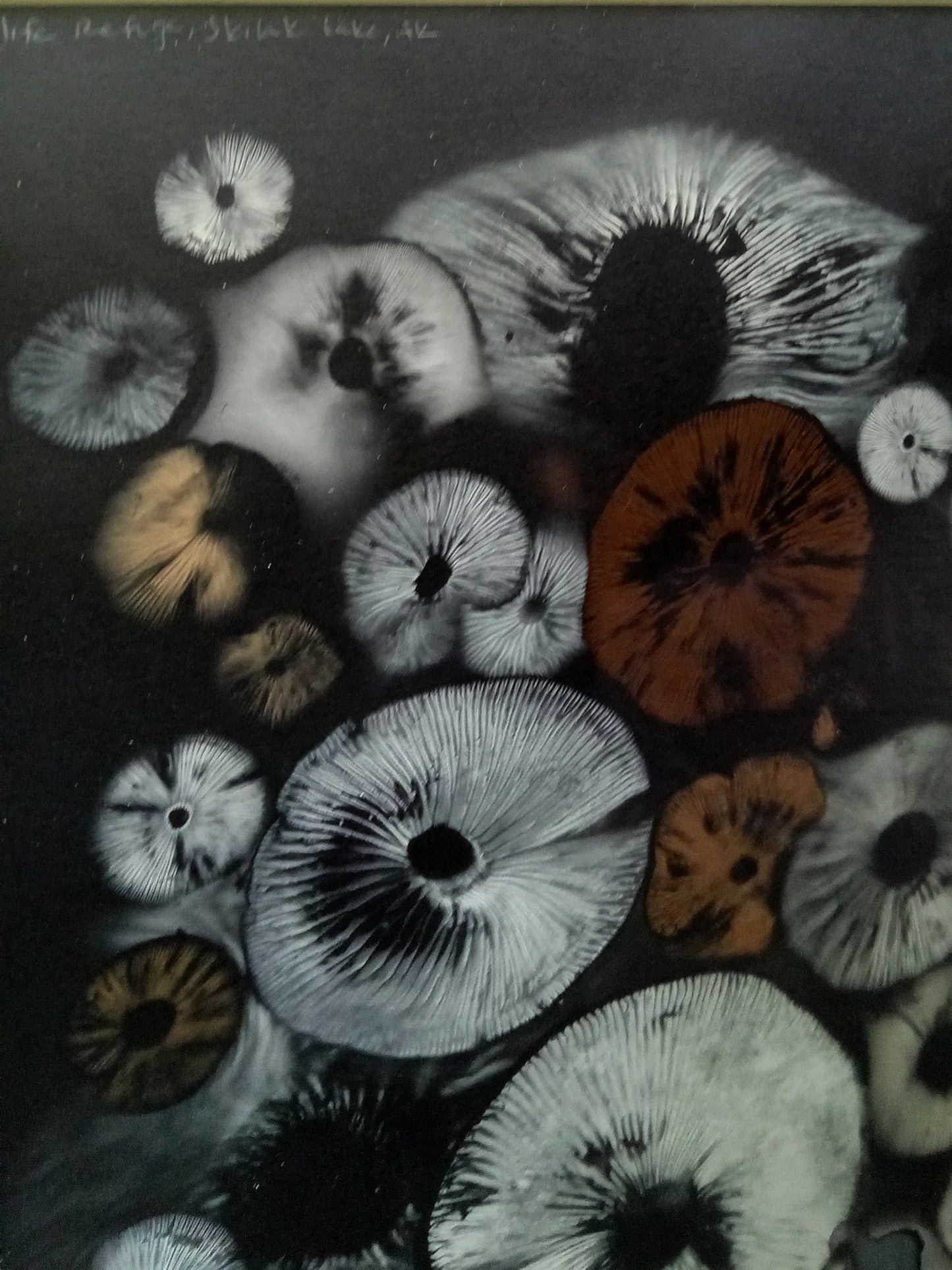 Spore Print #937 - Skilak Lake, Alaska
