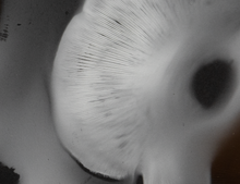 Load image into Gallery viewer, Spore Print #1018 - Skilak Lake, Alaska