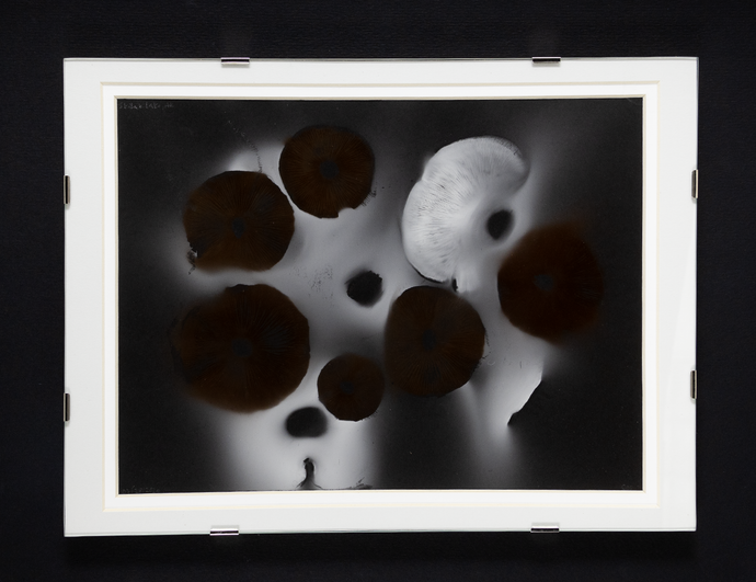 Spore Print #1018 - Skilak Lake, Alaska