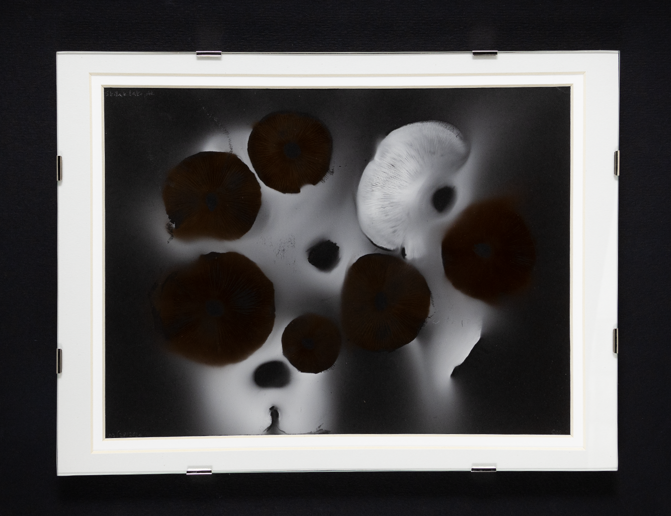 Spore Print #1018 - Skilak Lake, Alaska