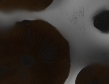 Load image into Gallery viewer, Spore Print #1018 - Skilak Lake, Alaska