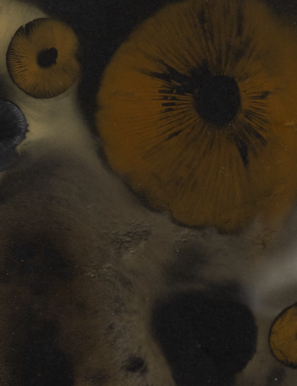 Spore Print #1013 - Skilak Lake, Alaska