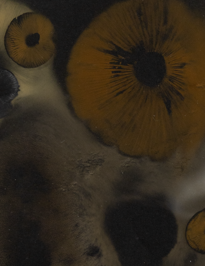 Spore Print #1013 - Skilak Lake, Alaska