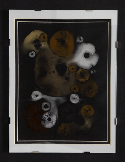 Spore Print #1013 - Skilak Lake, Alaska