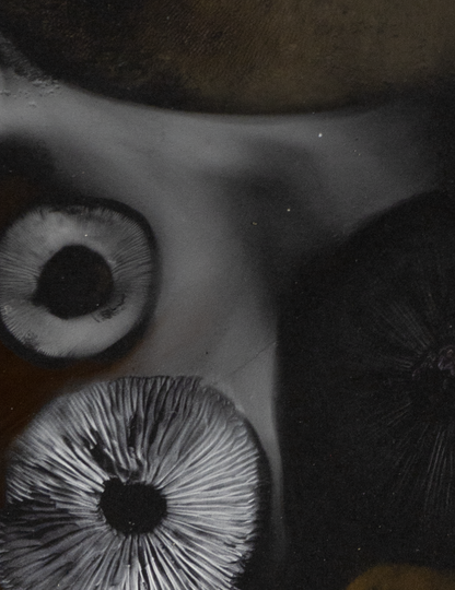 Spore Print #1013 - Skilak Lake, Alaska