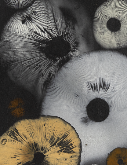 Spore Print #814- Finger Lake, Alaska 2023