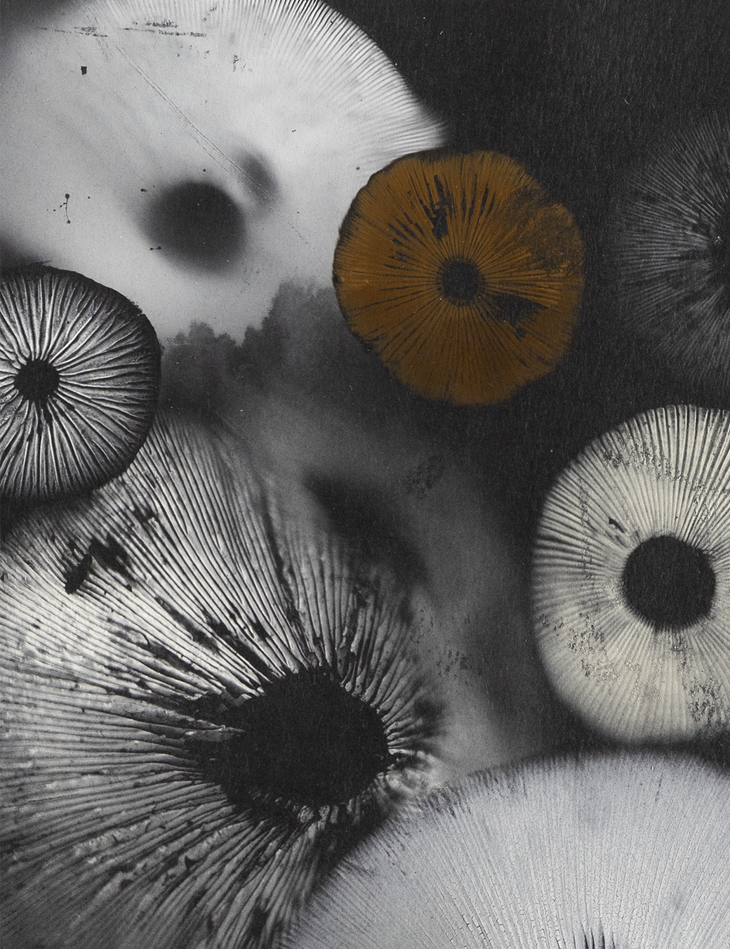 Spore Print #814- Finger Lake, Alaska 2023