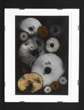 Load image into Gallery viewer, Spore Print #932- Finger Lake, Alaska 2023