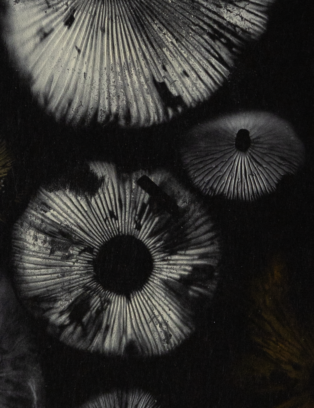 Spore Print #955 -Finger Lake, Alaska 2023