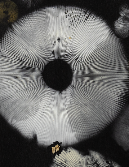 Spore Print #955 -Finger Lake, Alaska 2023