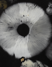 Load image into Gallery viewer, Spore Print #955 -Finger Lake, Alaska 2023