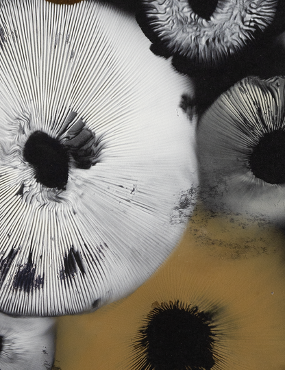 Spore Print #922 - Skilak Lake, Alaska