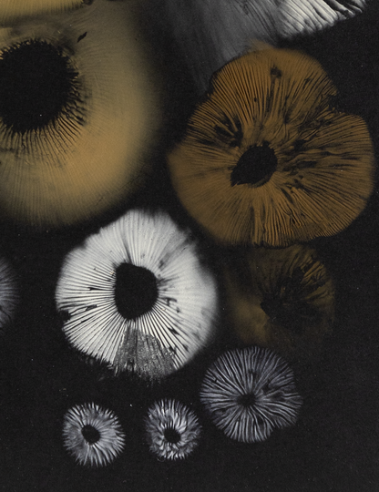 Spore Print #922 - Skilak Lake, Alaska
