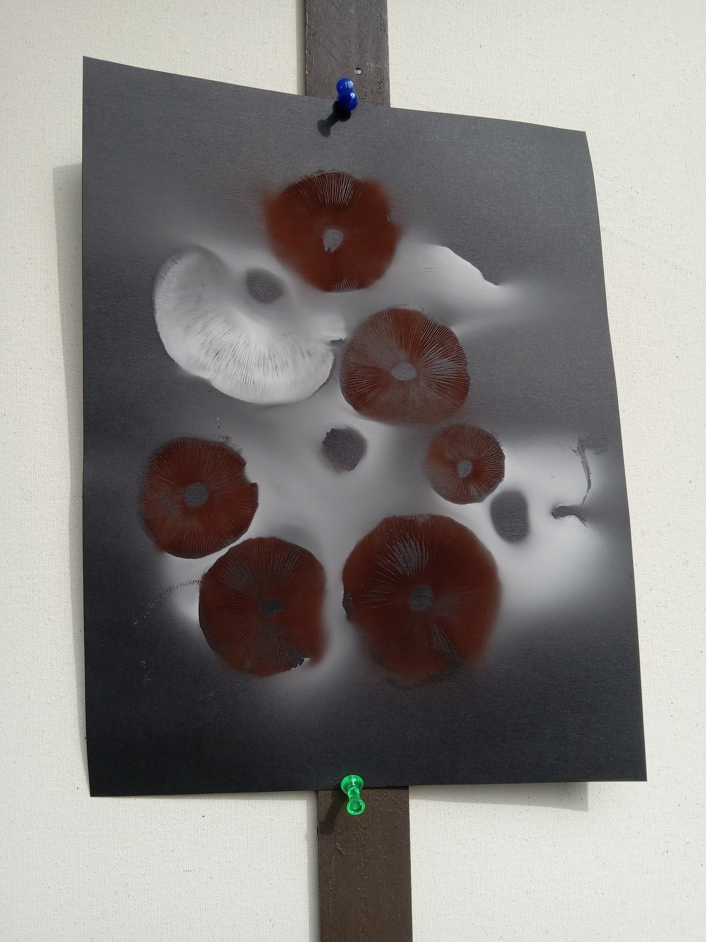 Spore Print #939 - Skilak Lake, Alaska