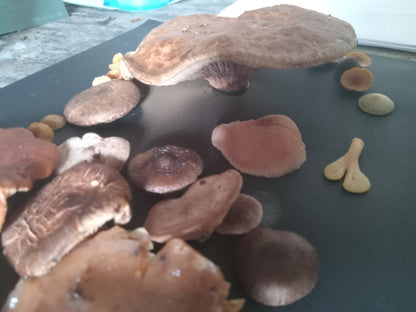 Spore Print #1019 - Skilak Lake, Alaska