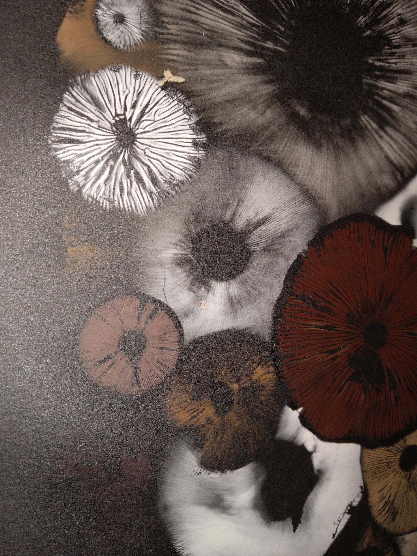 Spore Print #1015 - Skilak Lake, Alaska