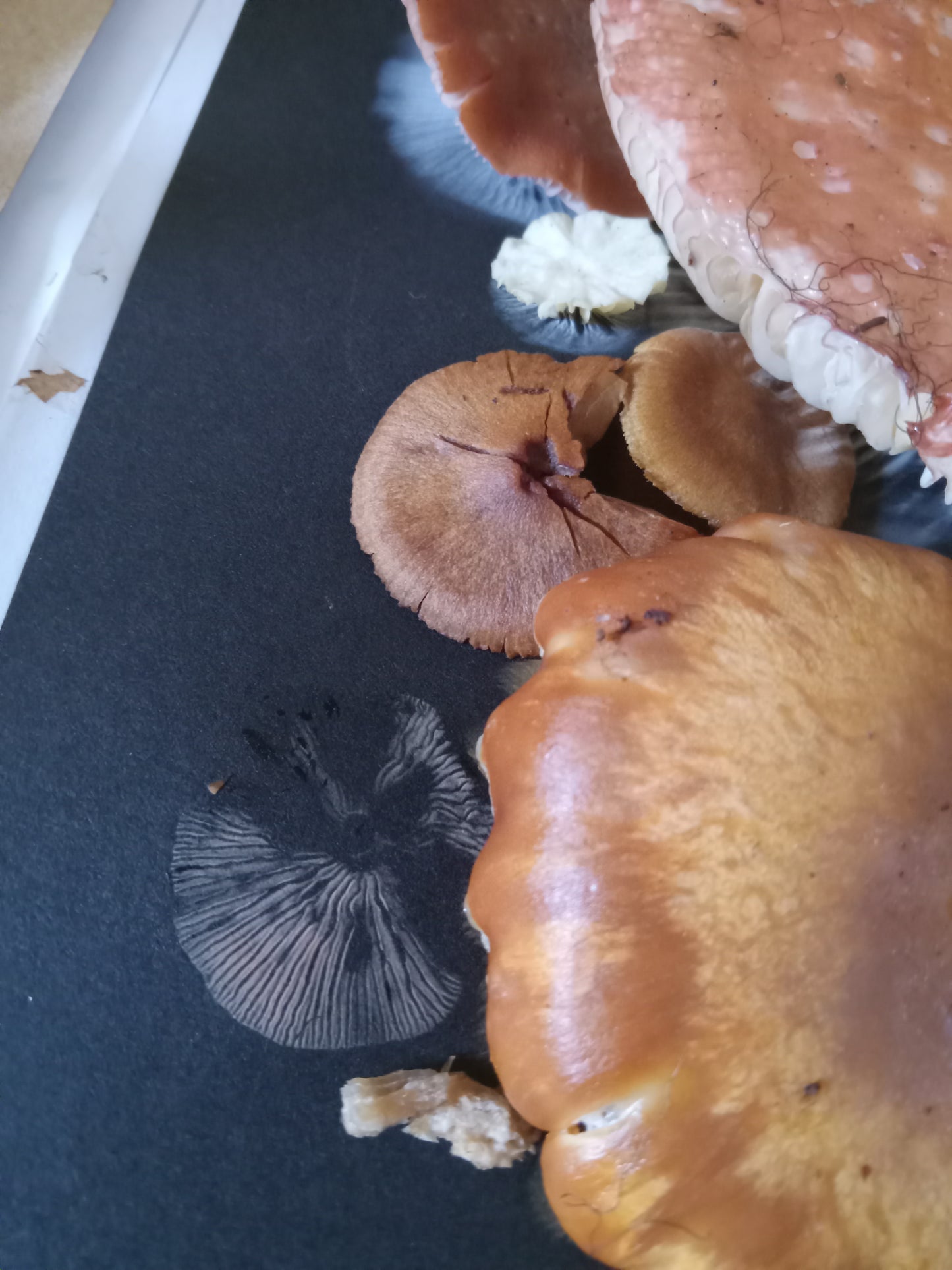 Spore Print #1016 - Skilak Lake, Alaska