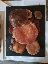 Load image into Gallery viewer, Spore Print #1016 - Skilak Lake, Alaska