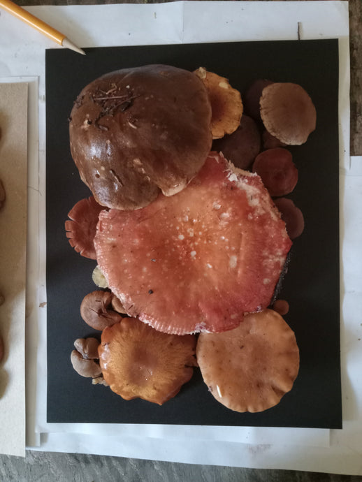 Spore Print #1016 - Skilak Lake, Alaska