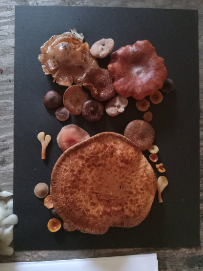 Spore Print #1019 - Skilak Lake, Alaska