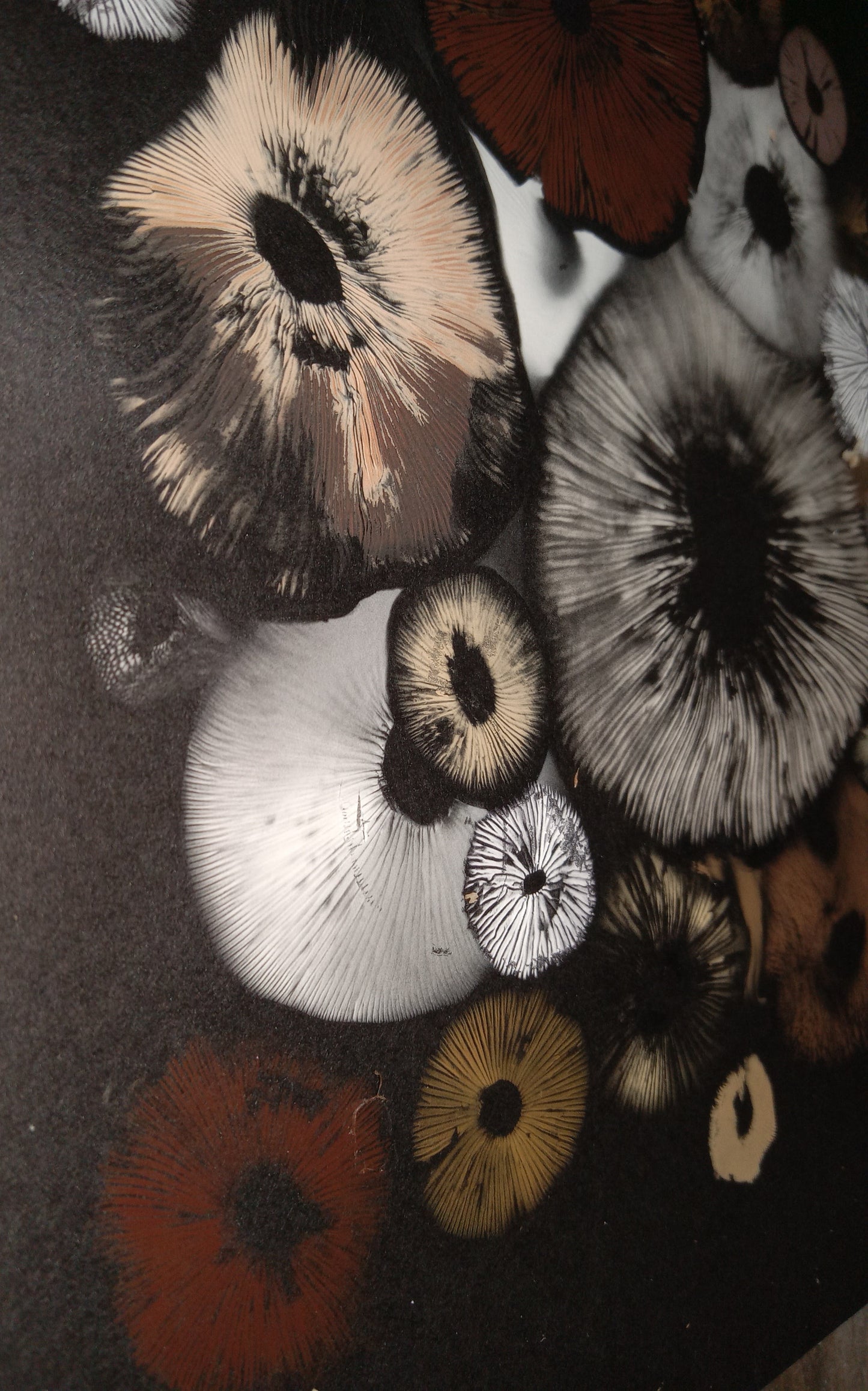Spore Print #1015 - Skilak Lake, Alaska