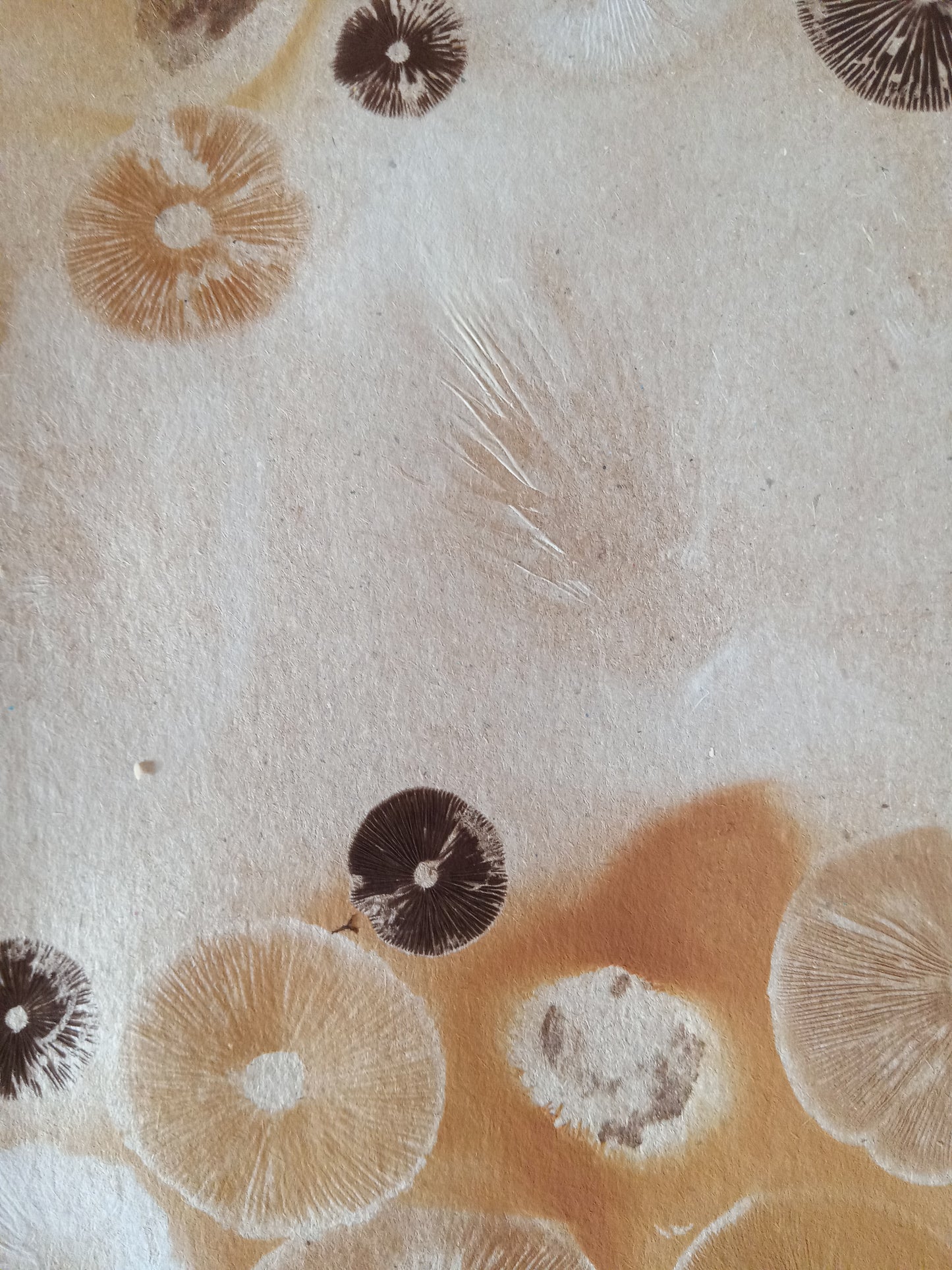 Spore Print #1017 - Skilak Lake, Alaska