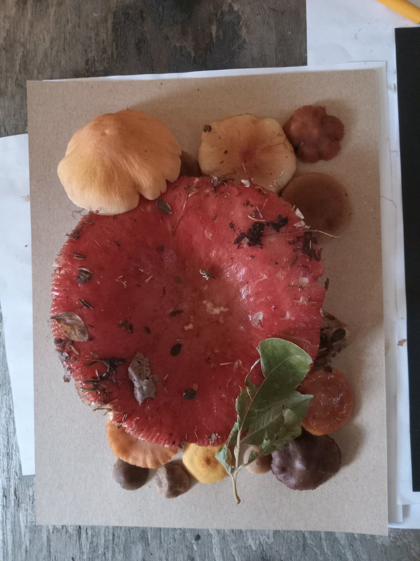 Spore Print #1023 - Skilak Lake, Alaska