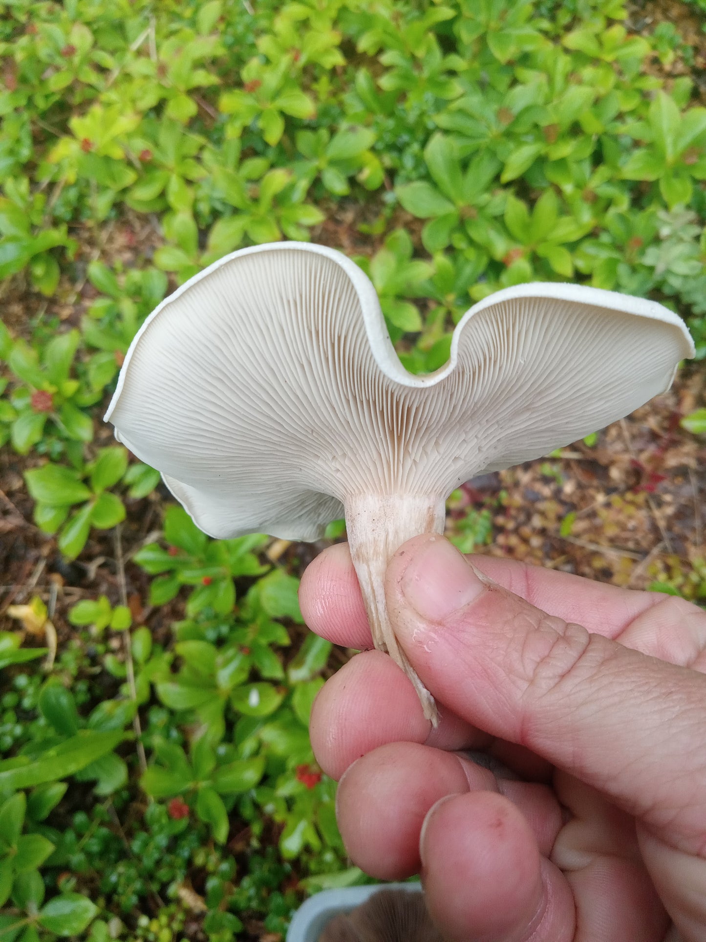Spore Print #939 - Skilak Lake, Alaska