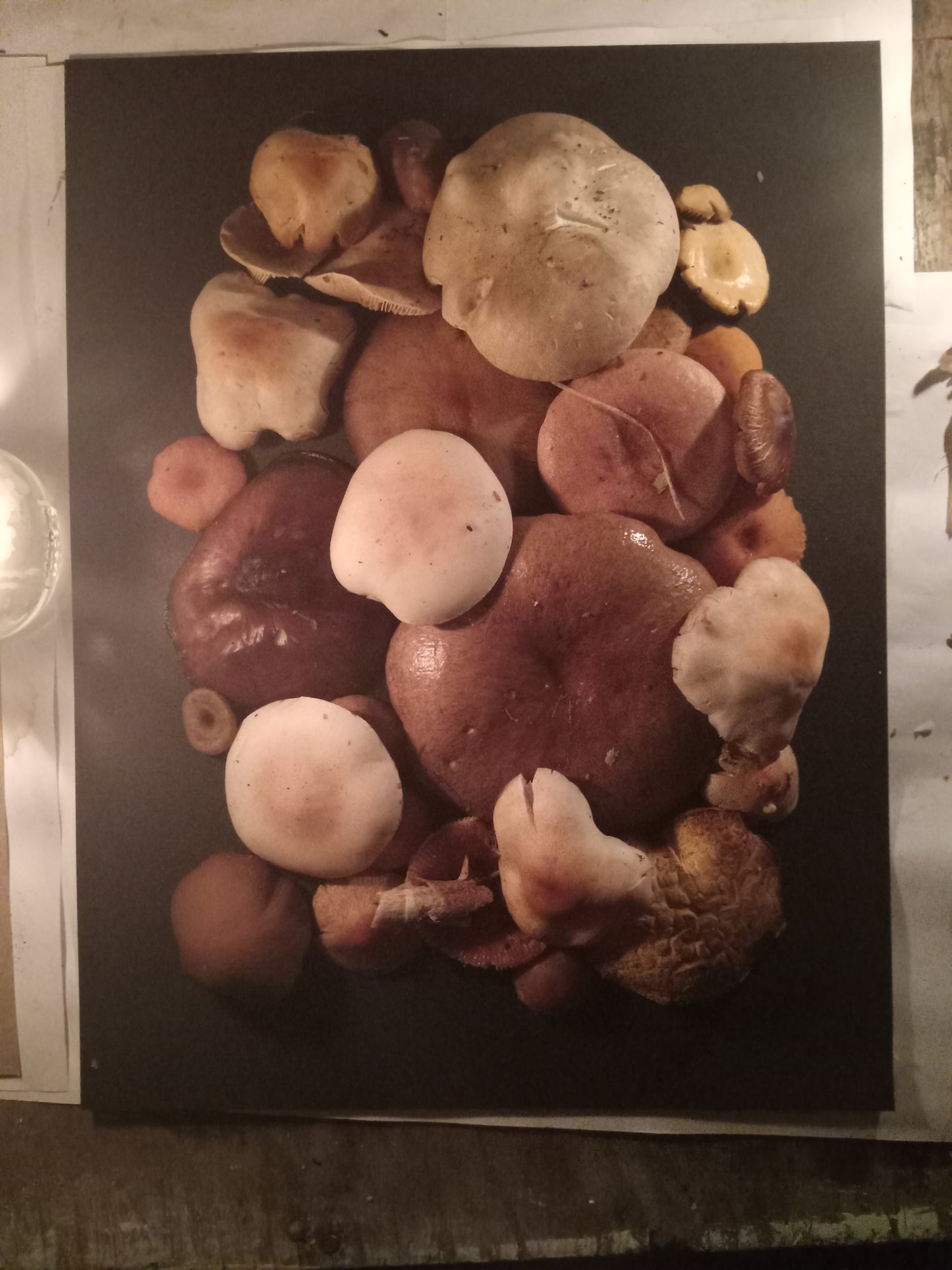Spore Print #1015 - Skilak Lake, Alaska