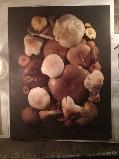 Spore Print #1015 - Skilak Lake, Alaska