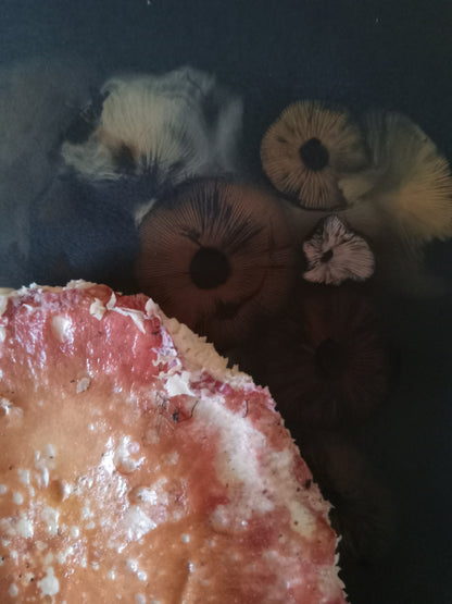 Spore Print #1016 - Skilak Lake, Alaska
