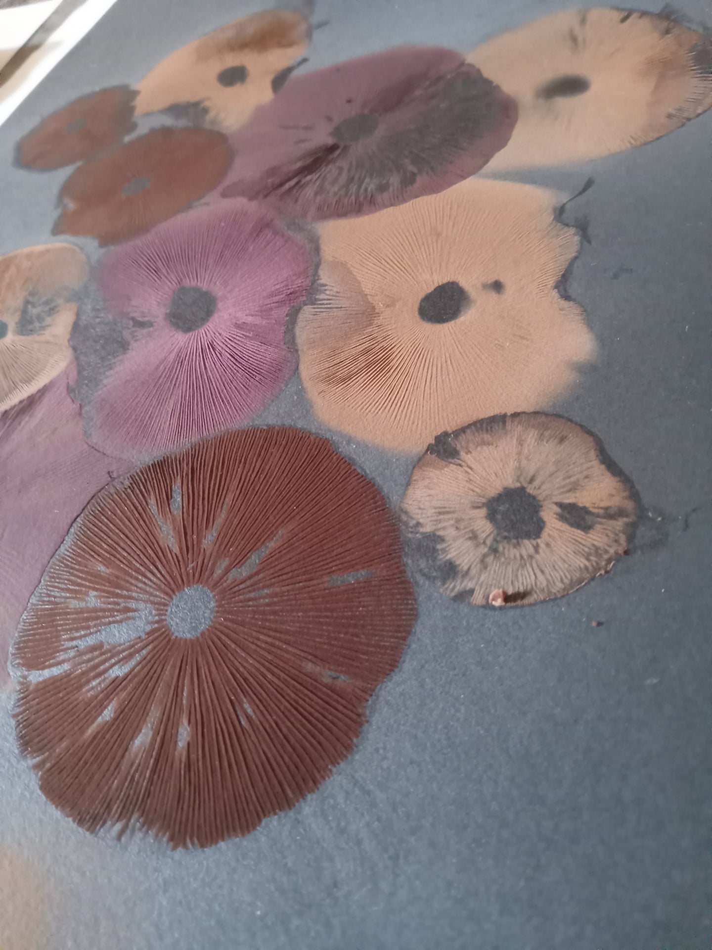 Spore Print #1021- Skilak Lake, Alaska