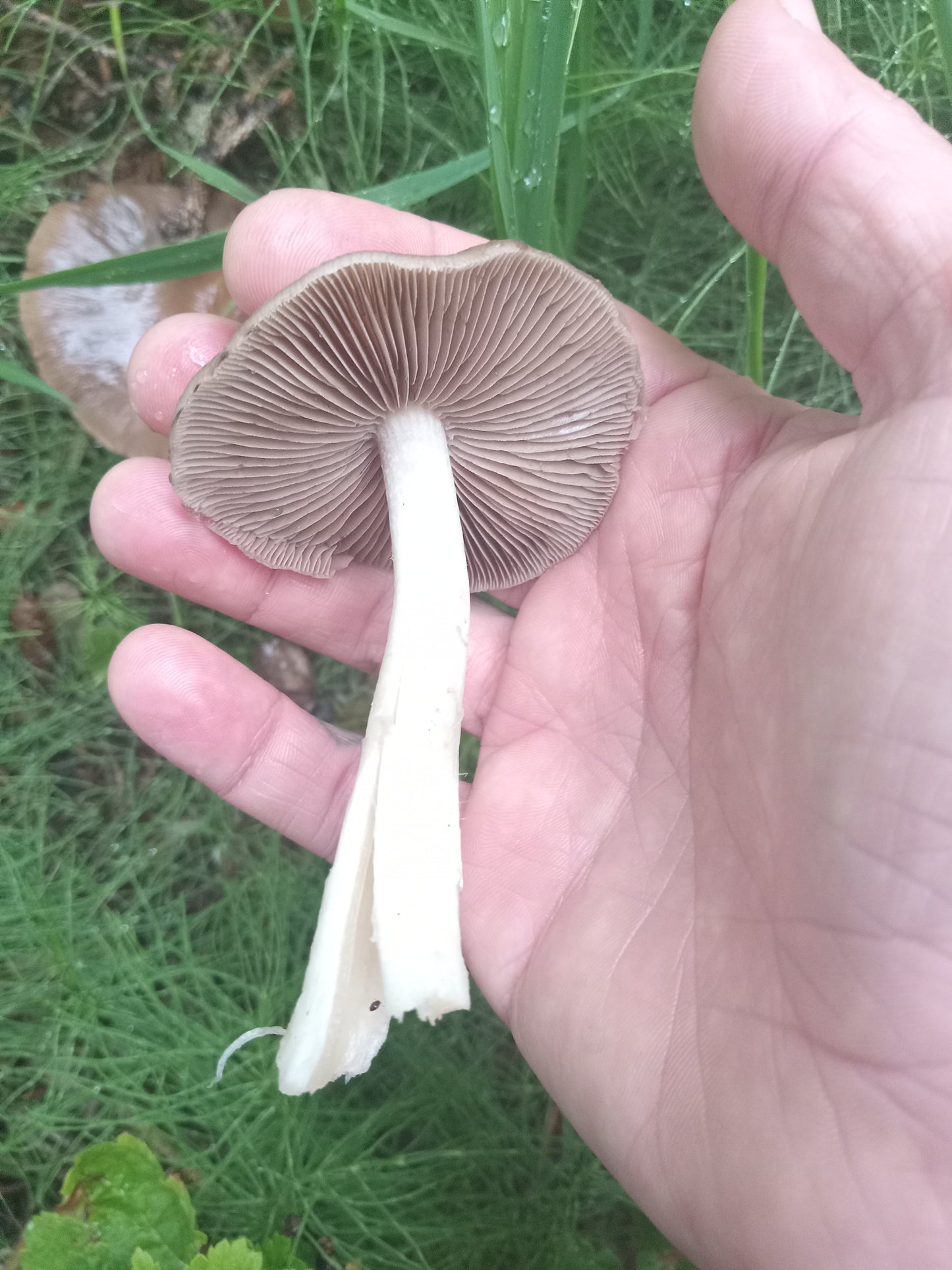 Spore Print #939 - Skilak Lake, Alaska
