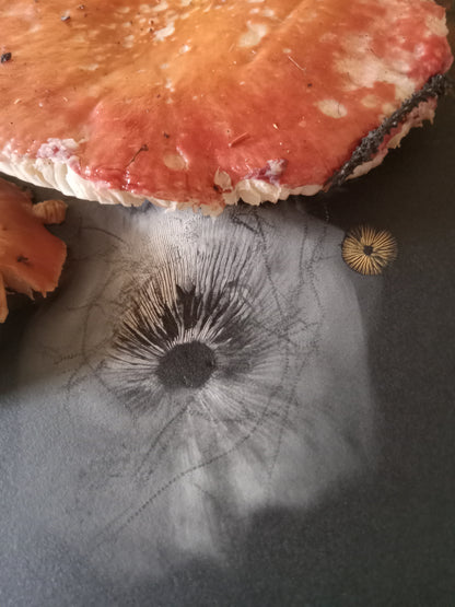 Spore Print #1016 - Skilak Lake, Alaska