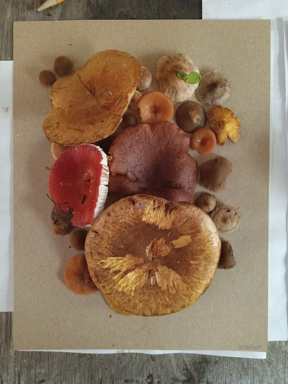 Spore Print #1017 - Skilak Lake, Alaska