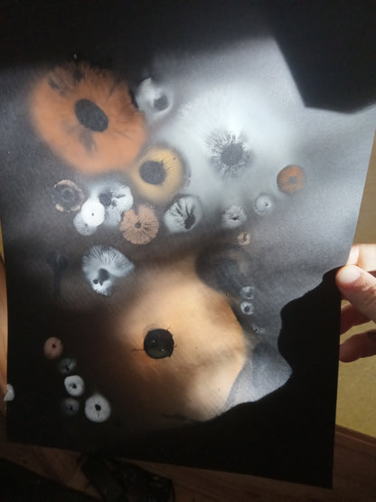 Spore Print #1019 - Skilak Lake, Alaska