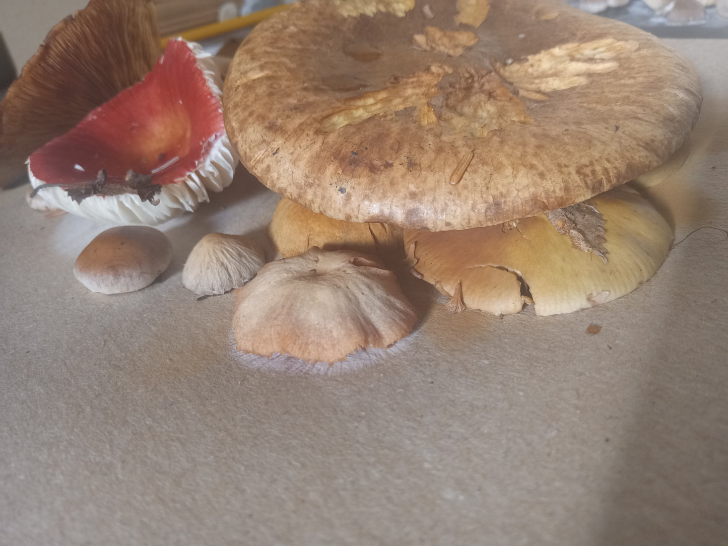 Spore Print #1017 - Skilak Lake, Alaska