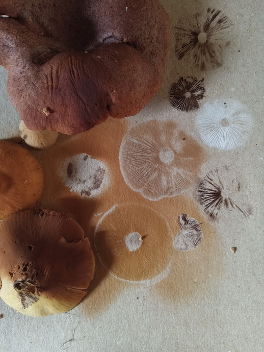 Spore Print #1017 - Skilak Lake, Alaska